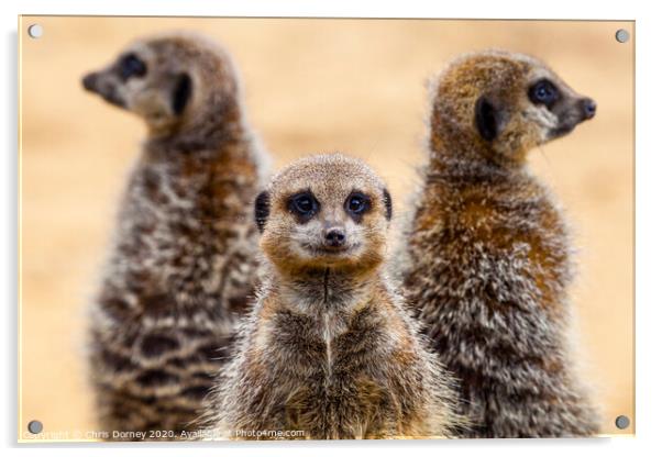 Meerkats on Patrol Acrylic by Chris Dorney