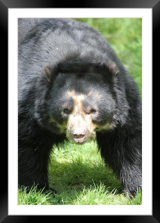 Andean Bear Momma Framed Mounted Print by Chris Turner