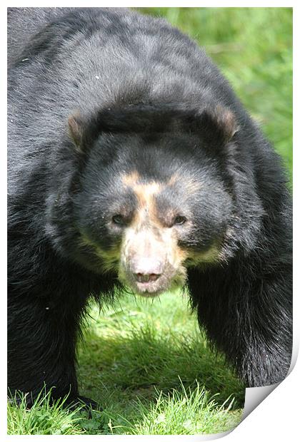 Andean Bear Momma Print by Chris Turner