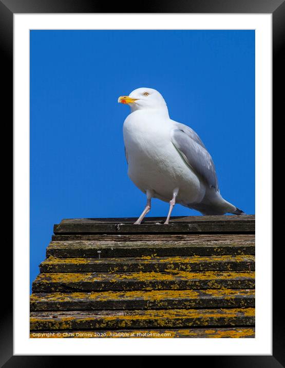 Seagul on the British Coast Framed Mounted Print by Chris Dorney