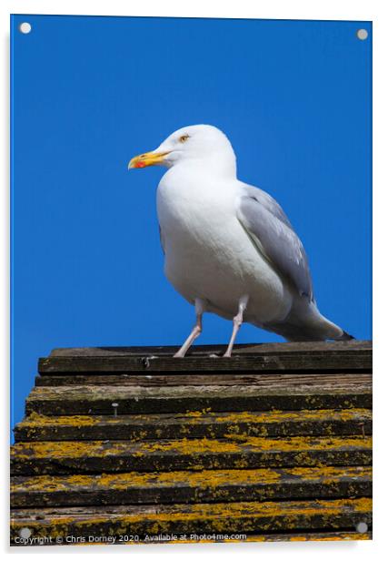 Seagul on the British Coast Acrylic by Chris Dorney