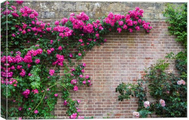 Pink Flowers Growing on a Wall Canvas Print by Chris Dorney