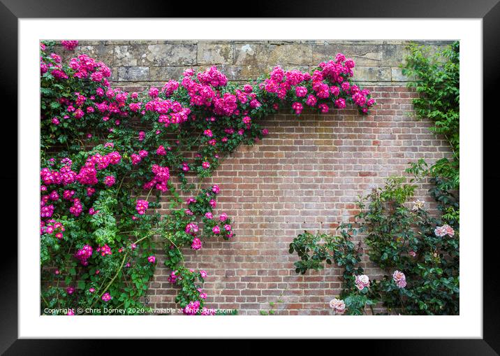 Pink Flowers Growing on a Wall Framed Mounted Print by Chris Dorney