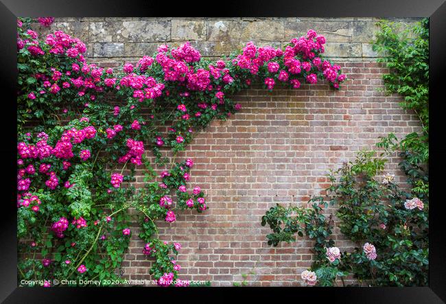 Pink Flowers Growing on a Wall Framed Print by Chris Dorney