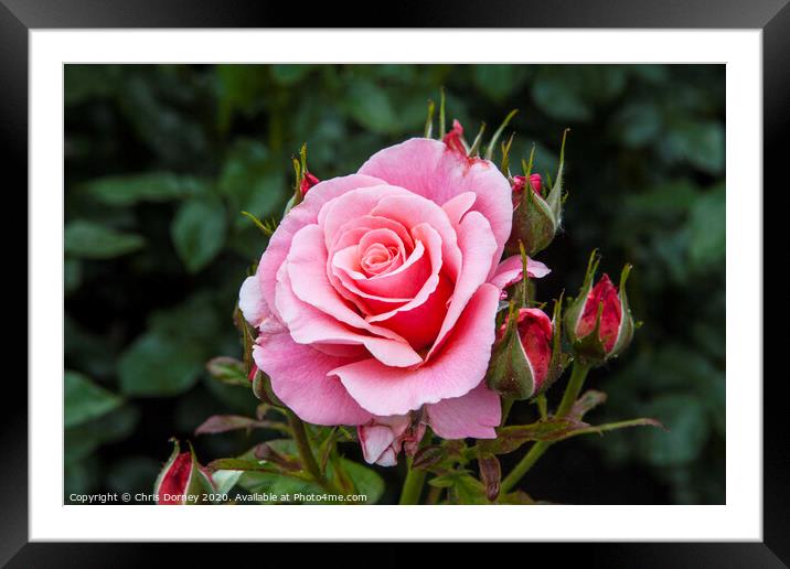 Pink Rose Framed Mounted Print by Chris Dorney