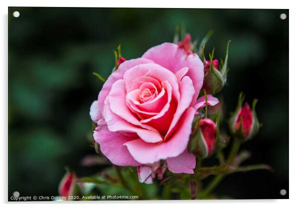 Rose in Hever Castle Gardens Acrylic by Chris Dorney