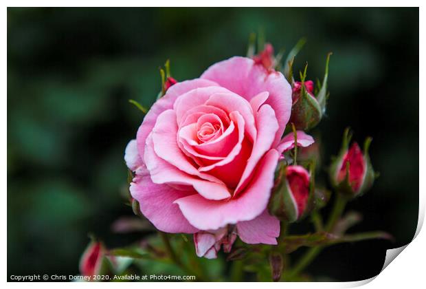 Rose in Hever Castle Gardens Print by Chris Dorney