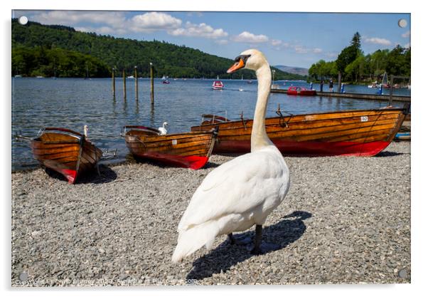 Swan at Bowness-on-Windermere Acrylic by Chris Dorney