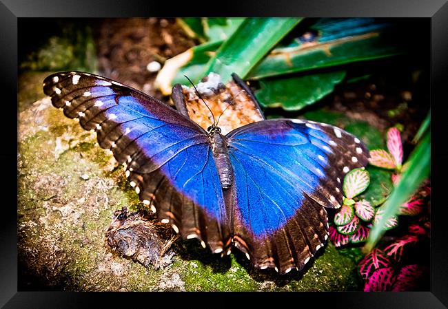 Blue Morpho Butterfly Framed Print by stephanie eleftheriou