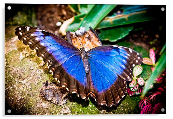 Blue Morpho Butterfly Acrylic by stephanie eleftheriou