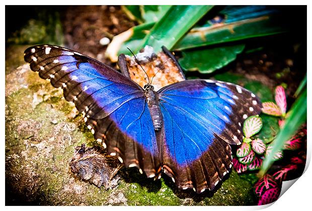 Blue Morpho Butterfly Print by stephanie eleftheriou