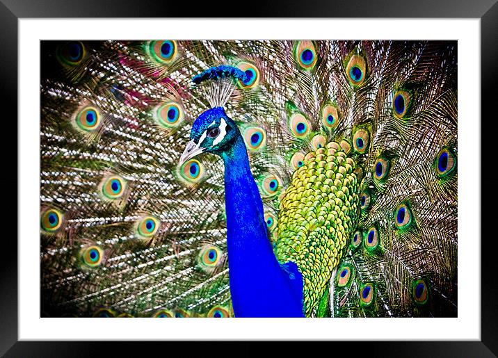 Peacock Framed Mounted Print by stephanie eleftheriou