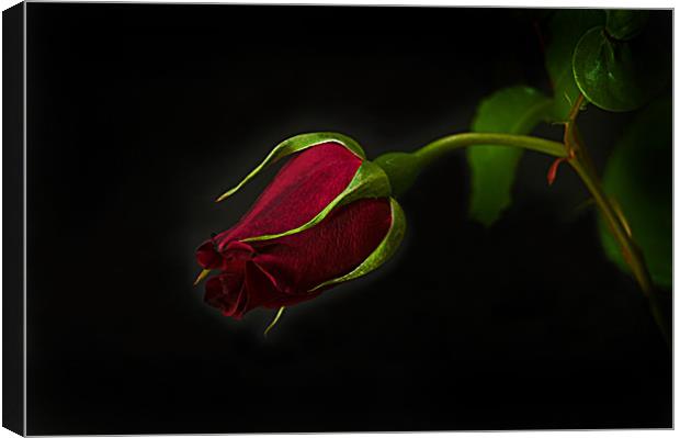 Midnight Rose Canvas Print by Jacqi Elmslie