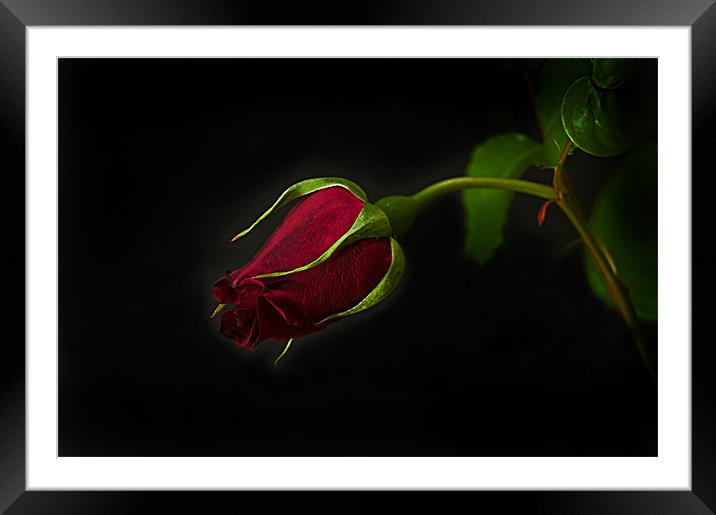 Midnight Rose Framed Mounted Print by Jacqi Elmslie