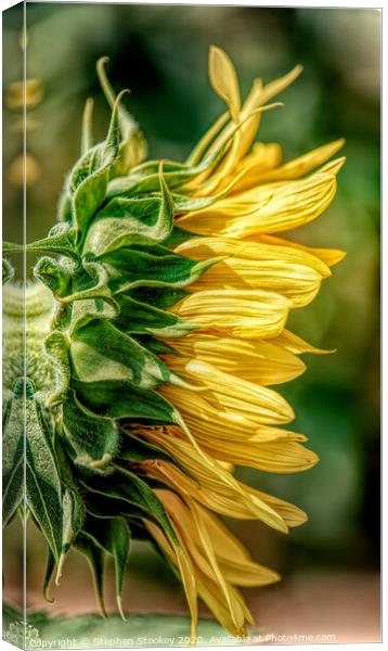 Sunflower Profile Canvas Print by Stephen Stookey