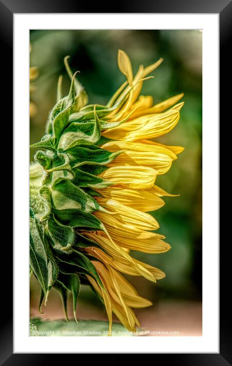Sunflower Profile Framed Mounted Print by Stephen Stookey