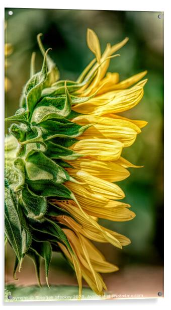 Sunflower Profile Acrylic by Stephen Stookey