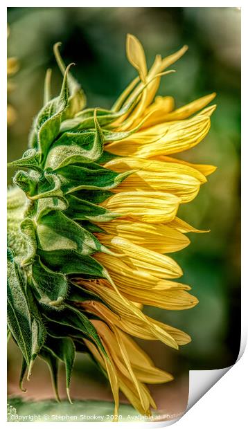 Sunflower Profile Print by Stephen Stookey