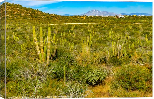 Cardon Cactus Sonoran Desert  Baja Los Cabos Mexico Canvas Print by William Perry