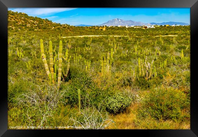 Cardon Cactus Sonoran Desert  Baja Los Cabos Mexico Framed Print by William Perry