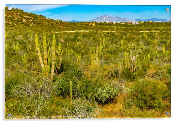 Cardon Cactus Sonoran Desert  Baja Los Cabos Mexico Acrylic by William Perry