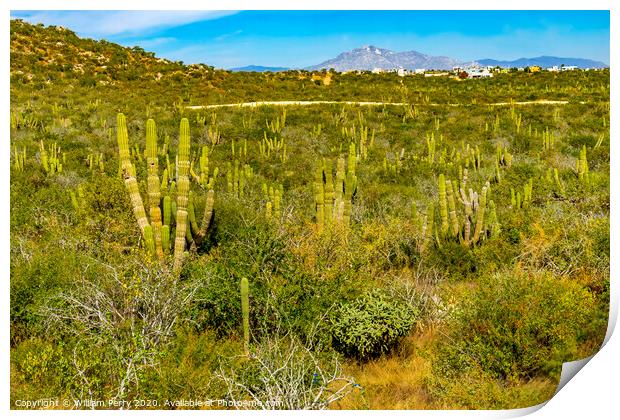 Cardon Cactus Sonoran Desert  Baja Los Cabos Mexico Print by William Perry