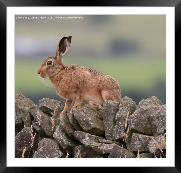 Majestic Hare Surveying the Moorland Framed Mounted Print by tammy mellor