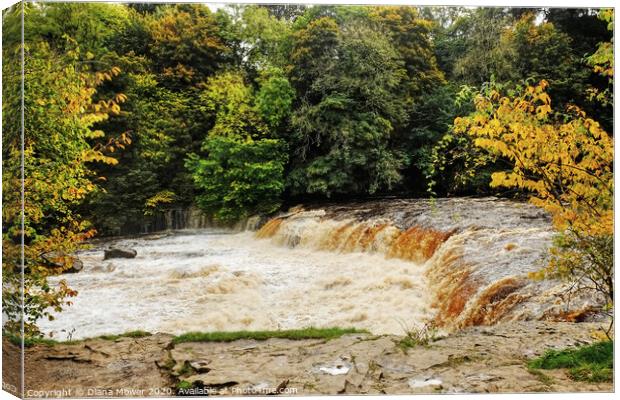 Aysgarth Upper Falls in flood  Wensleydale Canvas Print by Diana Mower