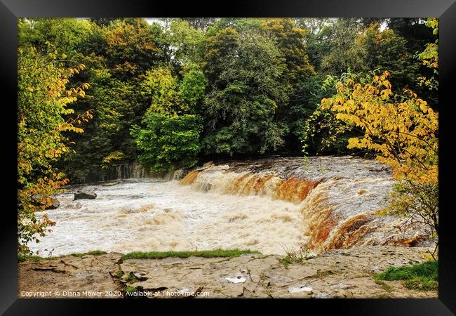 Aysgarth Upper Falls in flood  Wensleydale Framed Print by Diana Mower
