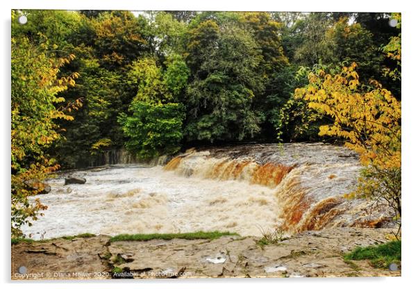 Aysgarth Upper Falls in flood  Wensleydale Acrylic by Diana Mower