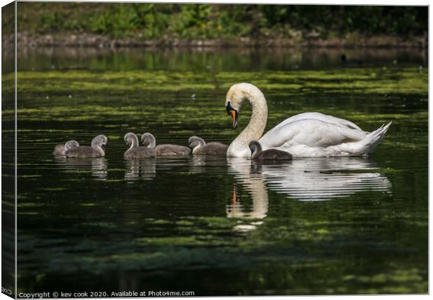 Mother swan Canvas Print by kevin cook