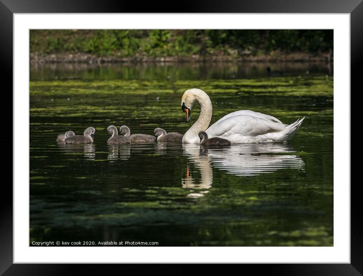 Mother swan Framed Mounted Print by kevin cook