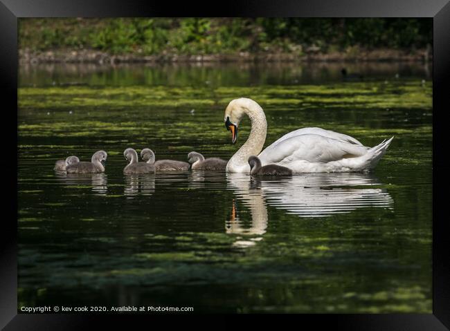 Mother swan Framed Print by kevin cook