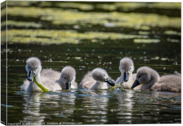 The Cygnets Canvas Print by kevin cook