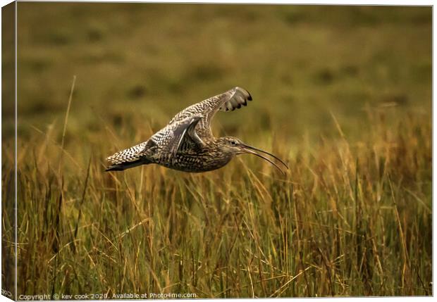 Curlew landing Canvas Print by kevin cook