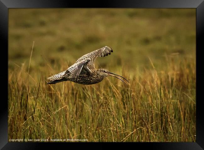 Curlew landing Framed Print by kevin cook
