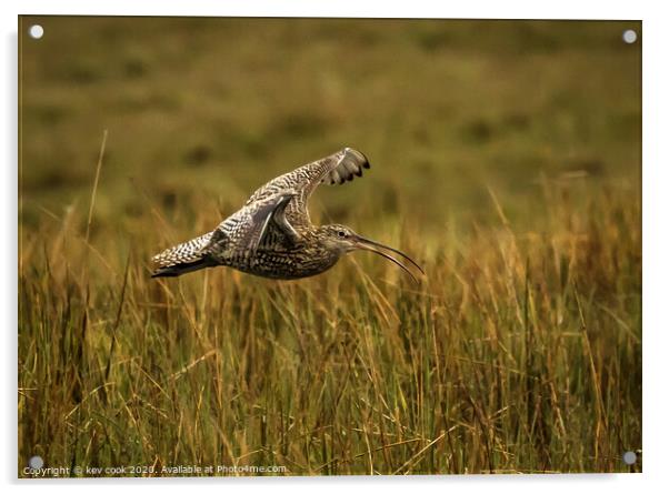 Curlew landing Acrylic by kevin cook