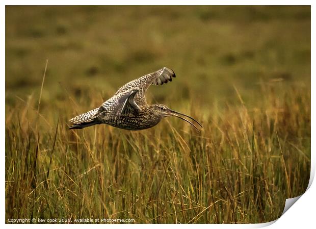 Curlew landing Print by kevin cook