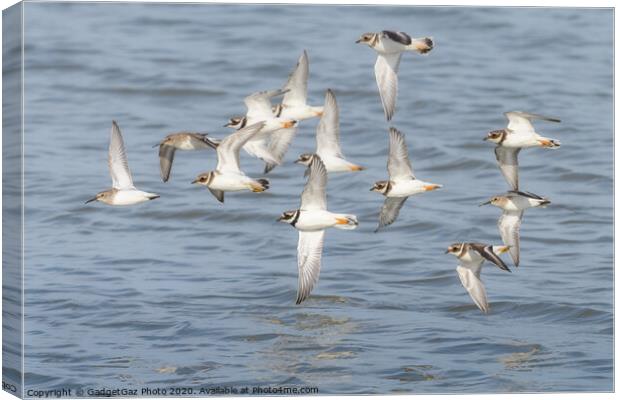 Ringed Plover & Dunlin flying at Seasalter Canvas Print by GadgetGaz Photo