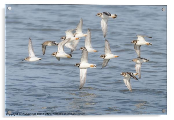 Ringed Plover & Dunlin flying at Seasalter Acrylic by GadgetGaz Photo