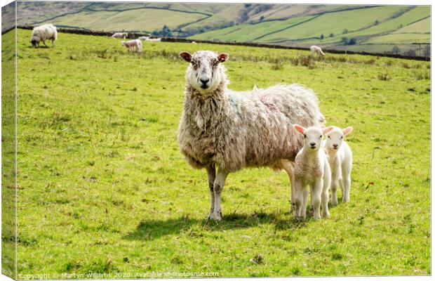 One Old Sheep And Two Young Lambs Canvas Print by Martyn Williams