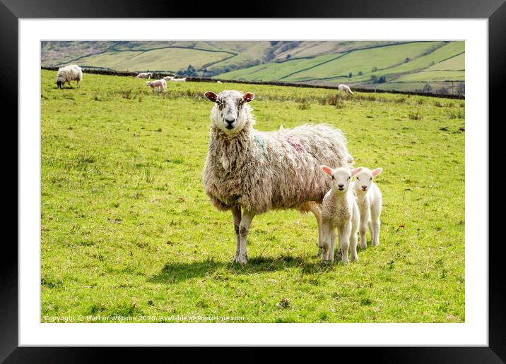 One Old Sheep And Two Young Lambs Framed Mounted Print by Martyn Williams