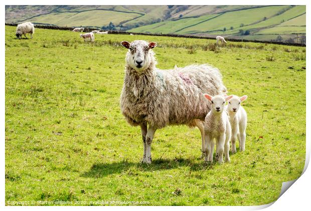 One Old Sheep And Two Young Lambs Print by Martyn Williams