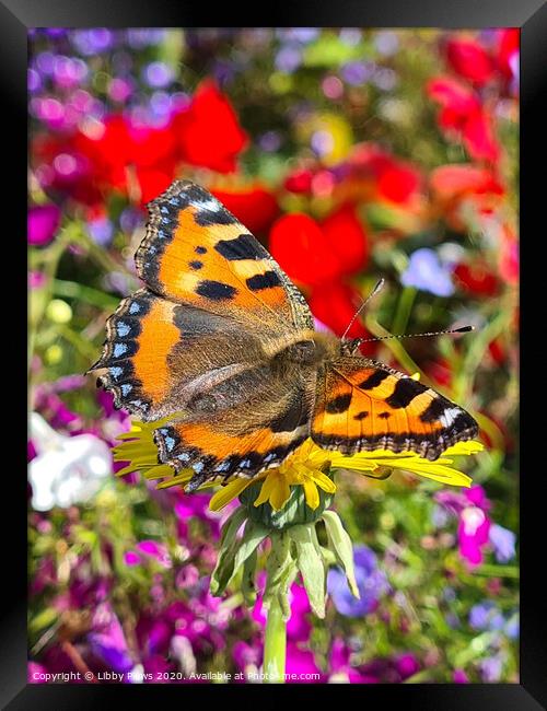 A colorful butterfly on a flower Framed Print by Libby  Plews 
