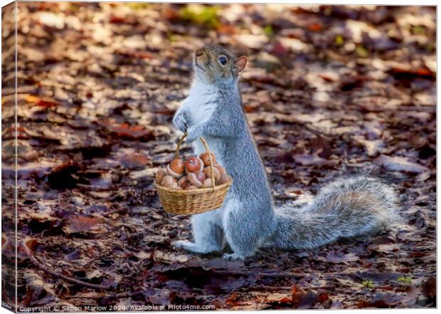 Grey Squirrel collecting acorns Canvas Print by Simon Marlow