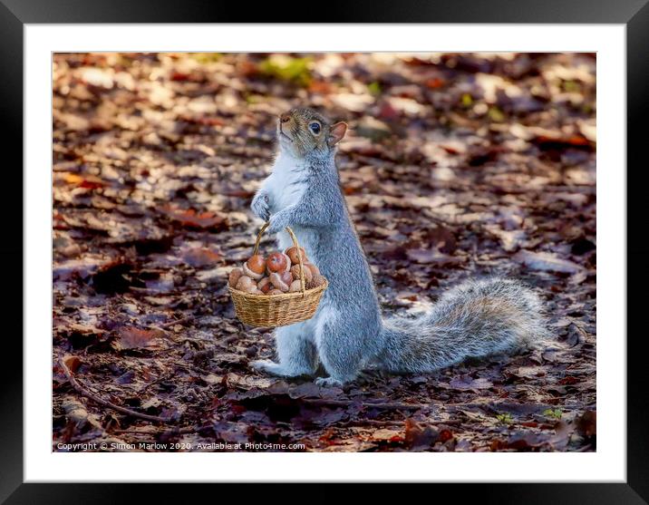 Grey Squirrel collecting acorns Framed Mounted Print by Simon Marlow