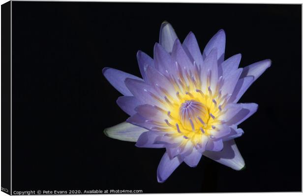 The Waterlily Canvas Print by Pete Evans