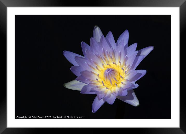 The Waterlily Framed Mounted Print by Pete Evans