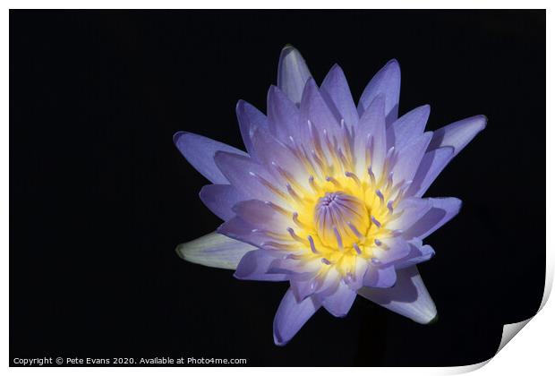 The Waterlily Print by Pete Evans