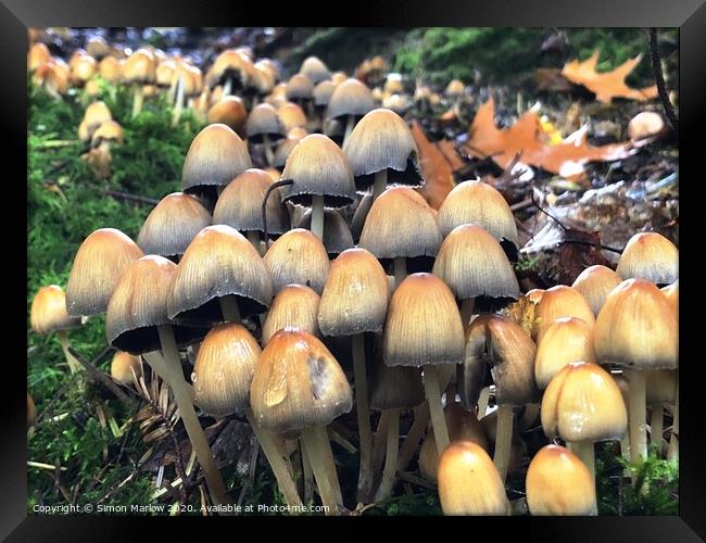 Autumn Fungi in the forest Framed Print by Simon Marlow